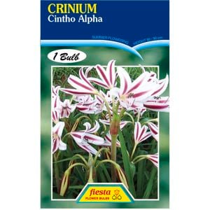 Crinium Lily Cintho Alpha Flower Bulbs