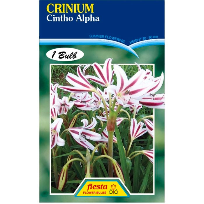 Crinium Lily Cintho Alpha Flower Bulbs