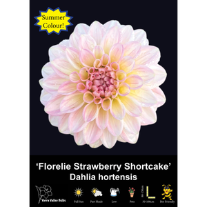 Yarra Valley Bulbs  Strawberry Shortcake - 1 Pack