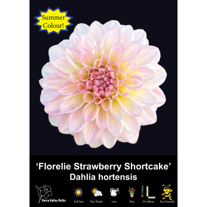 Yarra Valley Bulbs  Strawberry Shortcake - 1 Pack