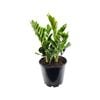 200mm Zanzibar Gem - Zamioculcas zamiifolia