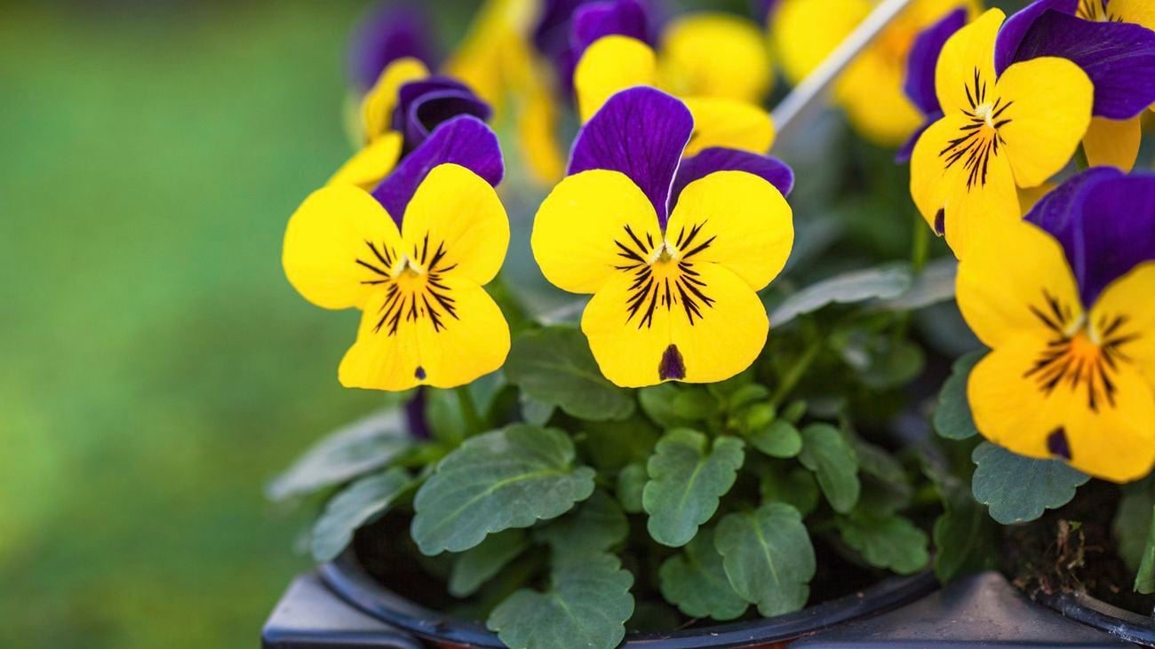 Yellow and purple viola flowers