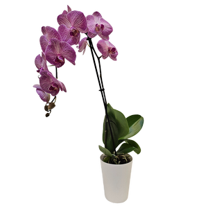 120mm Moth Orchid Colour - Phalaenopsis