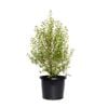 270mm Green Pillar - Pittosporum tenuifolium