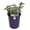 140mm Philadelphus Fragrant Star