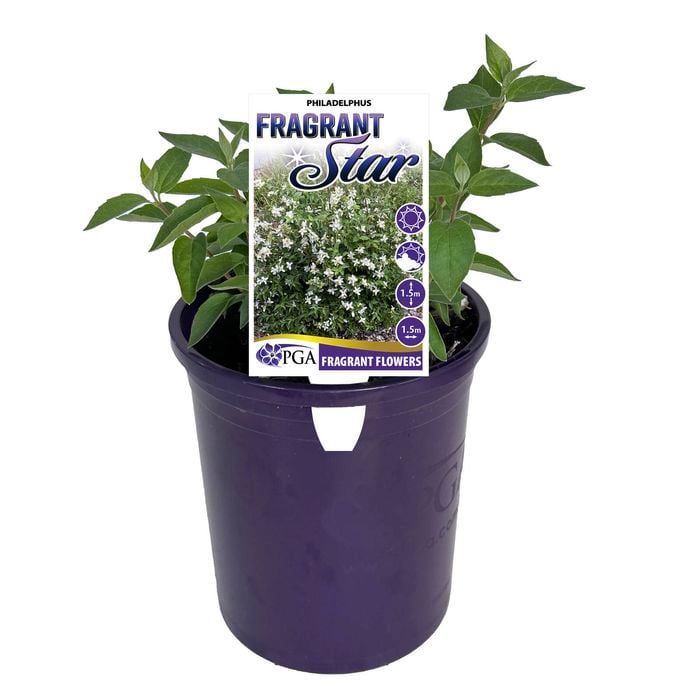 140mm Philadelphus Fragrant Star