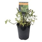 Plants for Ponds - 125mm Oenanthe Pink Flamingo