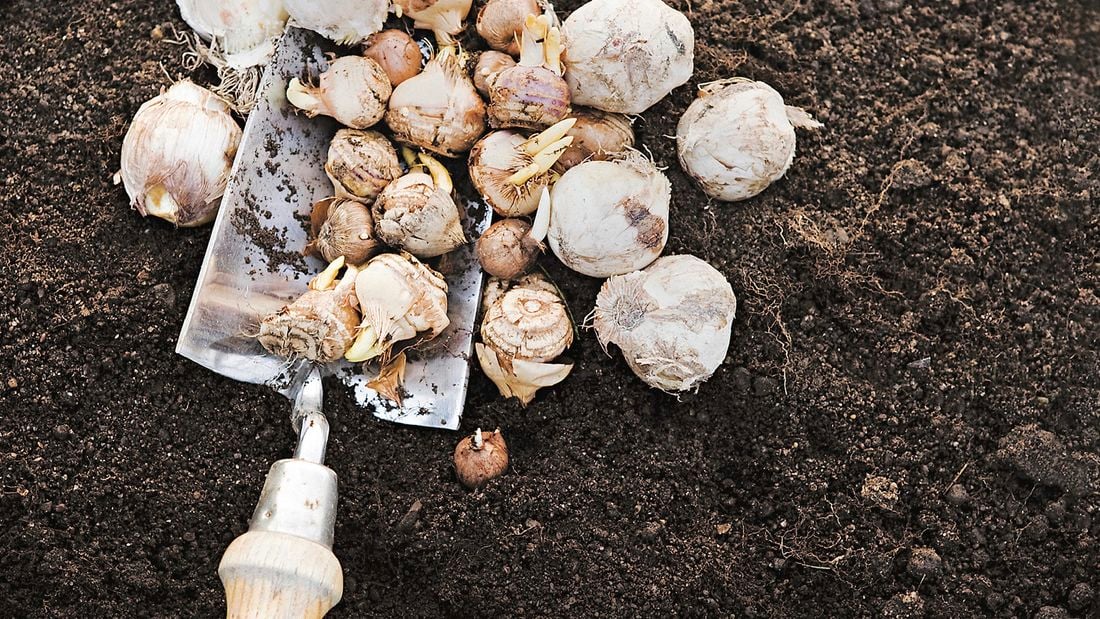 Bulbs that are about to be placed in the soil by a trowel