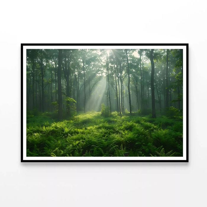 Misty Morning in the Forest  Print 100% Australian Made 120x90cm  (Poster)