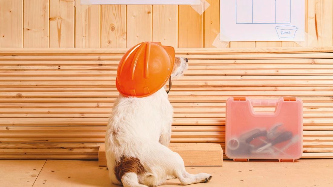 A dog wearing a construction helmet looking at some building plans.
