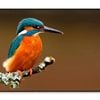 Brightly Colored Kingfisher  Print 100% Australian Made 120x90cm  (Poster)