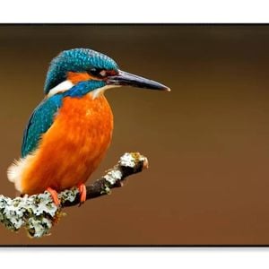 Brightly Colored Kingfisher  Print 100% Australian Made 120x90cm  (Poster)