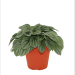 95mm Peperomia Moonlight PBR - Peperomia Obtusifolia