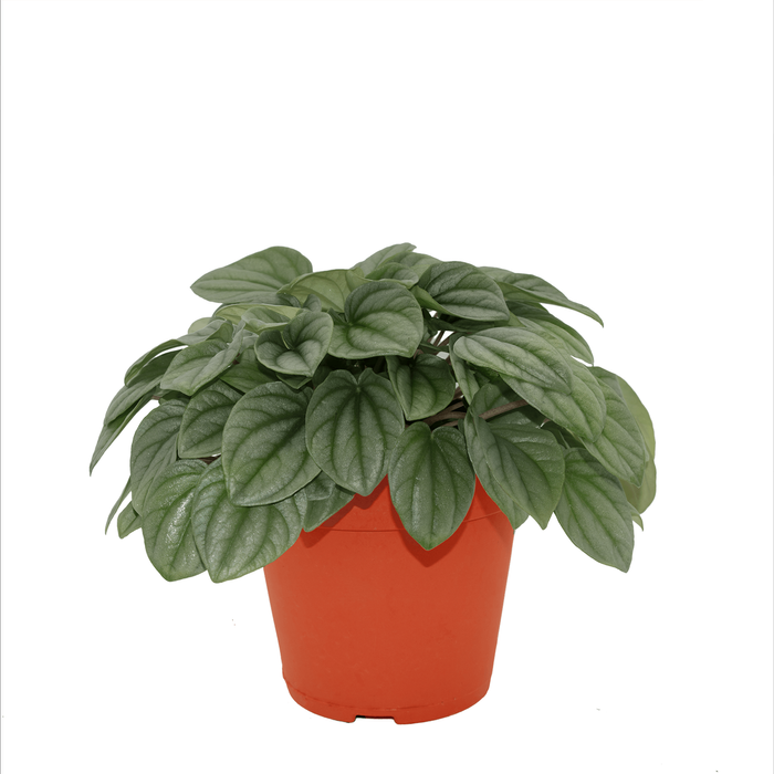95mm Peperomia Moonlight PBR - Peperomia Obtusifolia