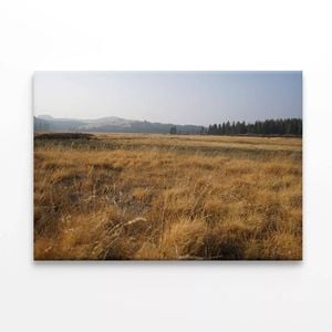 Field Of Grass with Trees  Print 100% Australian Made 75 x 50cm  (Stretched)