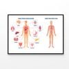 Anatomy Of the Human Body  Print 100% Australian Made 90x60cm  (Poster)
