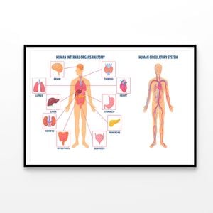 Anatomy Of the Human Body  Print 100% Australian Made 90x60cm  (Poster)