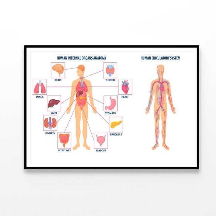 Anatomy Of the Human Body  Print 100% Australian Made 90x60cm  (Poster)