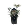 1.5L Dianthus Angel of Purity - Dianthus caryophyllus