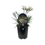 1.5L Dianthus Angel of Purity - Dianthus caryophyllus