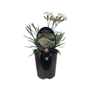1.5L Dianthus Angel of Purity - Dianthus caryophyllus