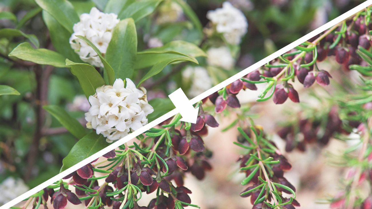 A split image showing a daphne plant with white flowers on the left and a brown boronia plant with dark brown bell-shaped flowers on the right, connected by an arrow.
