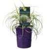 140mm Feather Falls - Carex oshimensis
