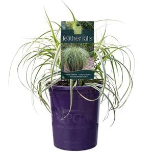 140mm Feather Falls - Carex oshimensis
