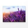 Lavender Flowers at Sunset   Print 100% Australian Made 120 x 90cm  (Acrylic)