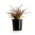 140mm 'Sweet Mist' - Phormium tenax 'PHOS2'