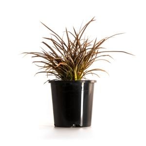 140mm 'Sweet Mist' - Phormium tenax 'PHOS2'