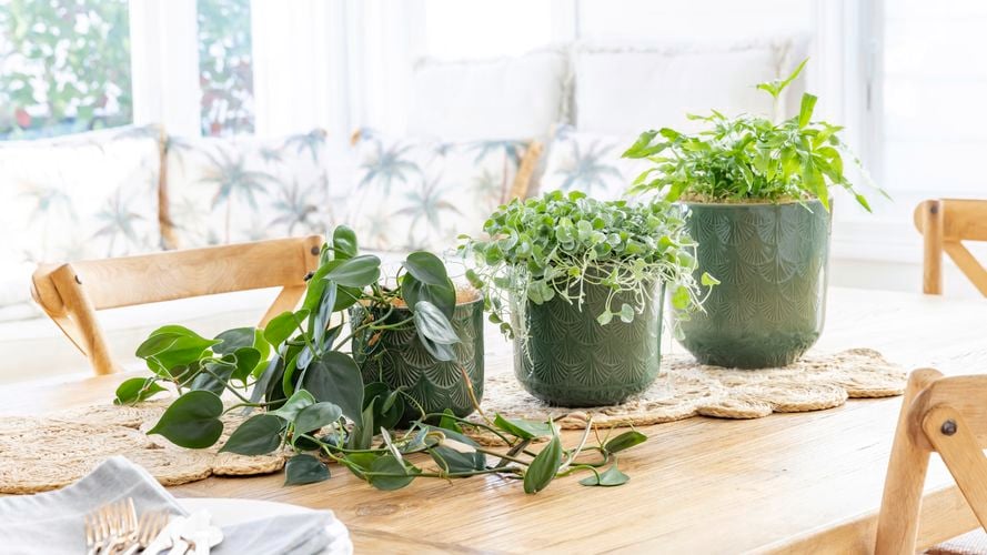 Borralheira
  14, 16 & 20cm Sage Green Palm Indoor Plant Pot 0428720 0428719 0428717