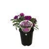 1.5L Petunia Hybrida  - Petunia Violet Bouquet