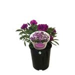 1.5L Petunia Hybrida  - Petunia Violet Bouquet