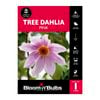 Bloomin Bulbs Tree Dahlia Pink - 1 Pack