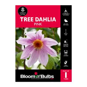 Bloomin Bulbs Tree Dahlia Pink - 1 Pack