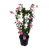 10L Mandevilla Lannes - Diamantina Series