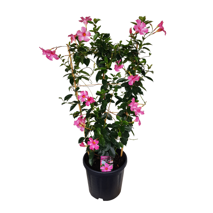 10L Mandevilla Lannes - Diamantina Series