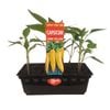 Long Yellow Capsicum Punnet - Grow Your Own Range