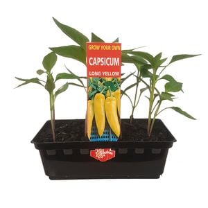 Long Yellow Capsicum Punnet - Grow Your Own Range