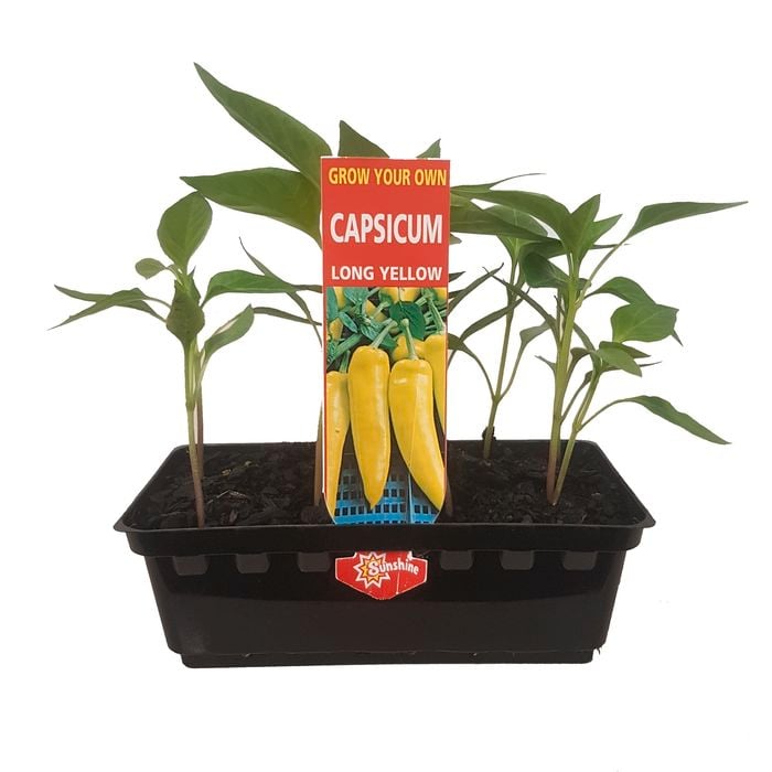 Long Yellow Capsicum Punnet - Grow Your Own Range