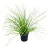 4L Tanika Grass - Lomandra Tanika