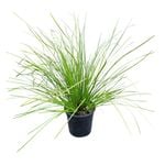 4L Tanika Grass - Lomandra Tanika