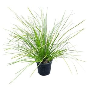 4L Tanika Grass - Lomandra Tanika