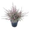 4L Tea Tree - Leptospermum Wiri Donna