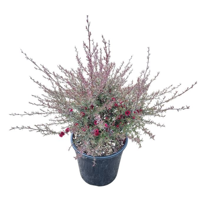 4L Tea Tree - Leptospermum Wiri Donna