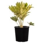 200mm Cycad Cardboard - Zamia furfuracea
