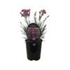 1.5L Dianthus Angel Of Grace - Dianthus caryophyllus