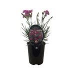 1.5L Dianthus Angel Of Grace - Dianthus caryophyllus