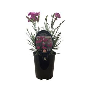 1.5L Dianthus Angel Of Grace - Dianthus caryophyllus